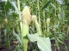 Corn_09_003.JPG
