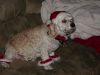 Xmas08_005.JPG